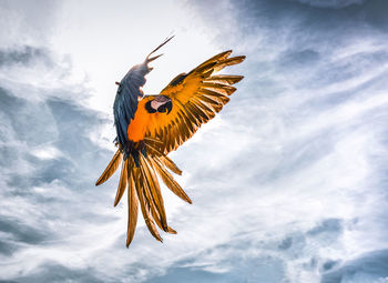 Low angle view of blue and yellow macaw flying in cloudy sky