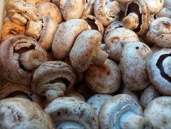 Full frame shot of mushrooms for sale in market