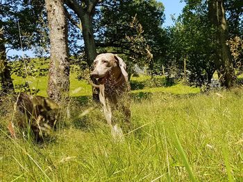 Dog on field by trees against sky