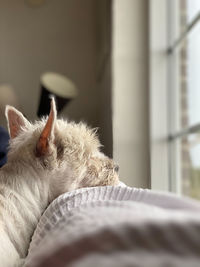 Close-up of dog on sofa at home