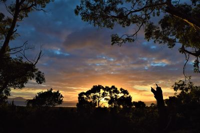 Silhouette trees against sky during sunset