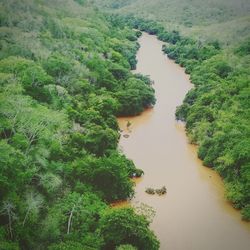 High angle view of river amidst trees in forest