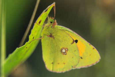 Close-up of butterfly on leaf