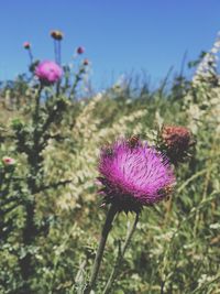 Close-up of thistle blooming on field against clear sky