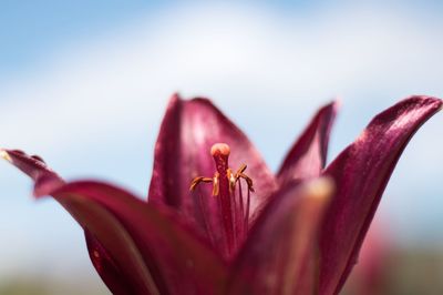 Close-up of red flowering plant