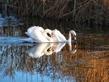Swans swimming in lake