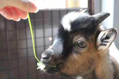 Cute pygmy goat eating a clover