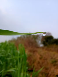 Close-up of raindrops on land against sky