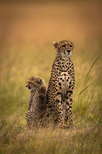 Cheetah sitting on field in zoo