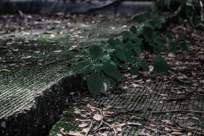 High angle view of small plant growing on field