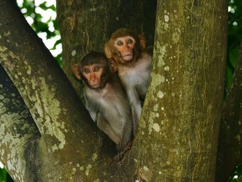 Portrait of monkey on tree trunk