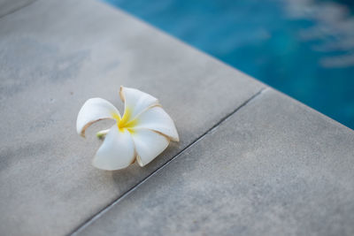 High angle view of white flower on swimming pool