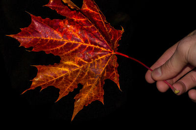 Close-up of hand holding autumn leaf against black background