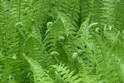 Full frame shot of fern