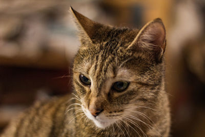 Close-up portrait of a cat