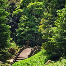 Trees in forest