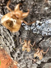 Close-up of insect on tree trunk