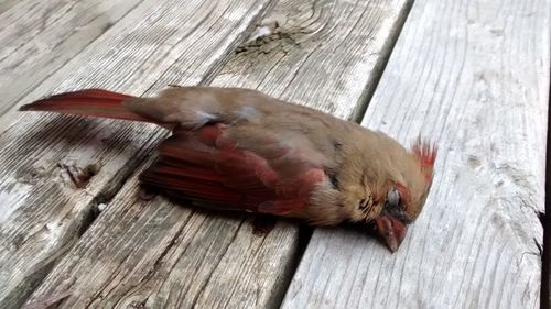 Close-up of wooden plank