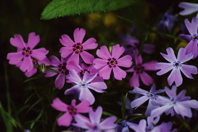 Close-up of pink flowering plants