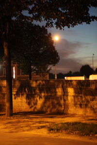 Trees on field at sunset
