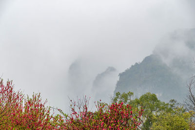 nature
