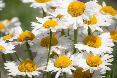 Close-up of white daisy flowers