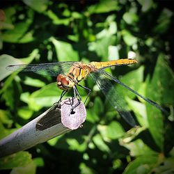 Close-up of damselfly perching on leaf