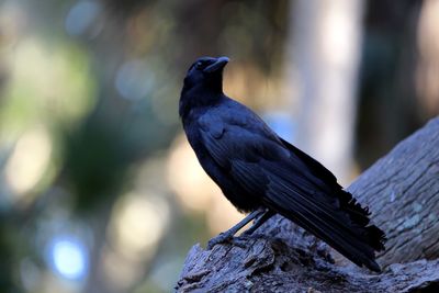 Close-up of bird perching outdoors