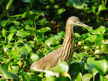 Close-up of bird