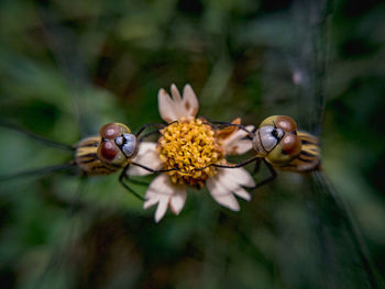 Close-up of butterfly pollinating on flower