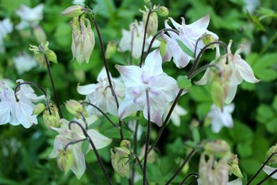 Close-up of white flowers