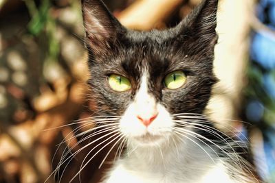 Close-up portrait of tabby cat