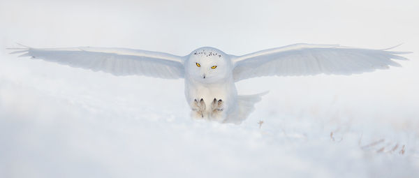 Portrait of snowy owl flying against clear sky