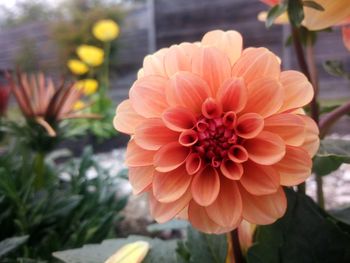 Close-up of dahlia