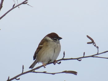 Low angle view of bird perching on tree against clear sky