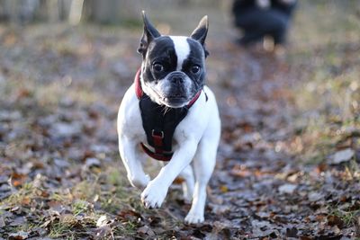 French bulldog running on field at forest