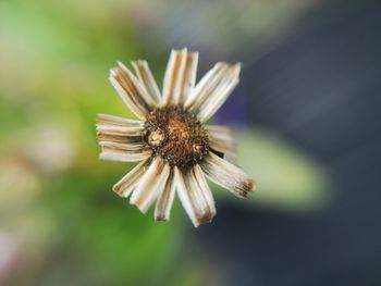 Close-up of honey bee on flower