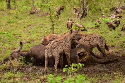 Animals eating prey at forest