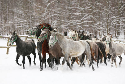 Horses on snow covered field