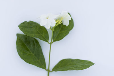 Close-up of green leaves on white background