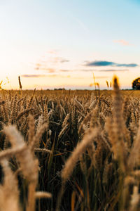 High angle view of wheat field against sky