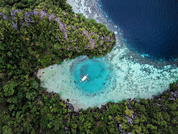 High angle view of coral in sea