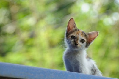 Close-up of cat looking away