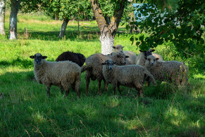 Sheep standing in a field