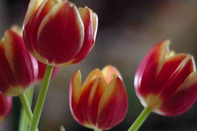 Close-up of red tulips