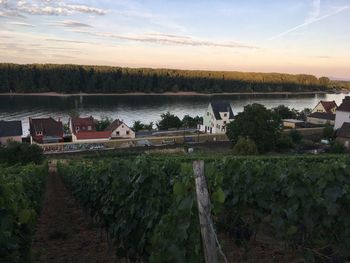 Scenic view of agricultural field against sky during sunset