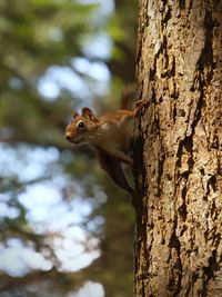 Close-up of squirrel on tree trunk