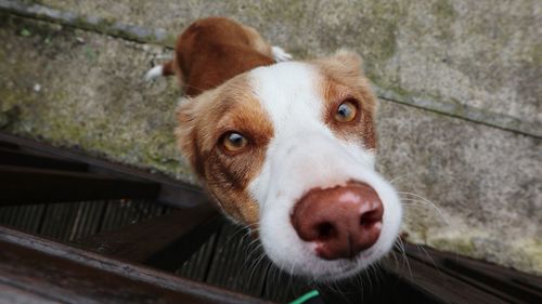 High angle view portrait of dog