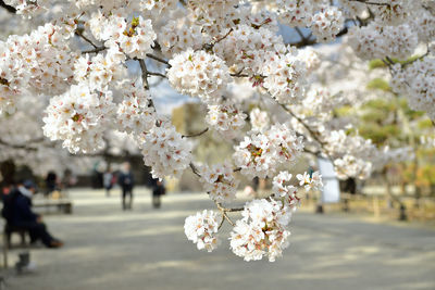 Close-up of white cherry blossom tree