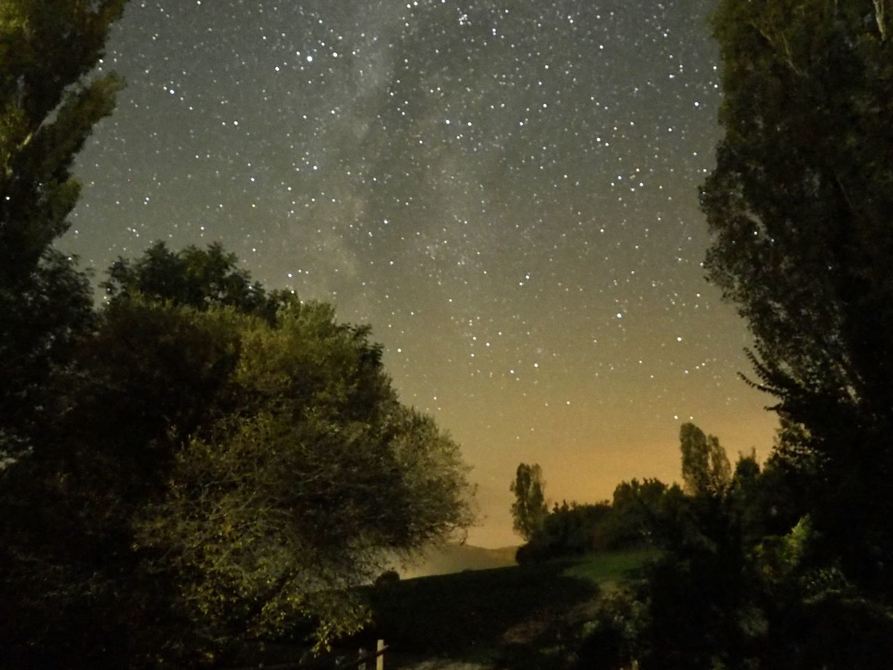 LOW ANGLE VIEW OF TREES IN FOREST AGAINST SKY